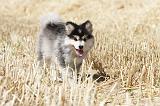 CHIEN FINNOIS DE LAPONIE 517